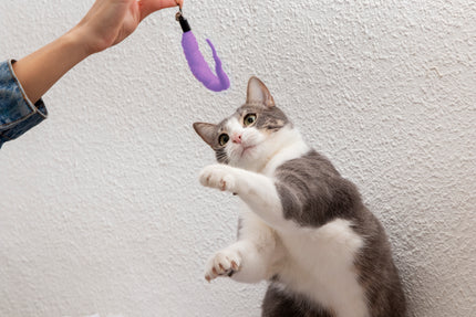 How to Choose the Best Toys for Your Cat: Fun and Safety Combined